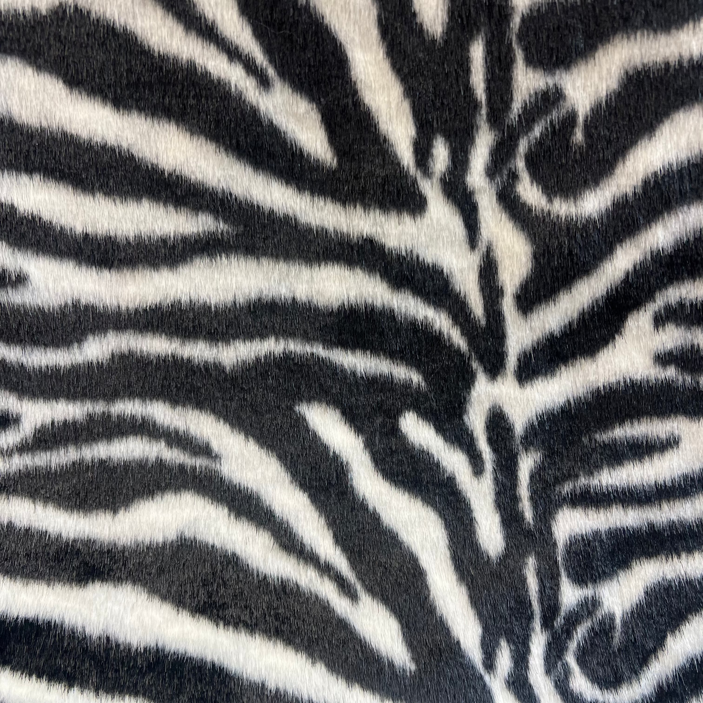 Black White Zebra