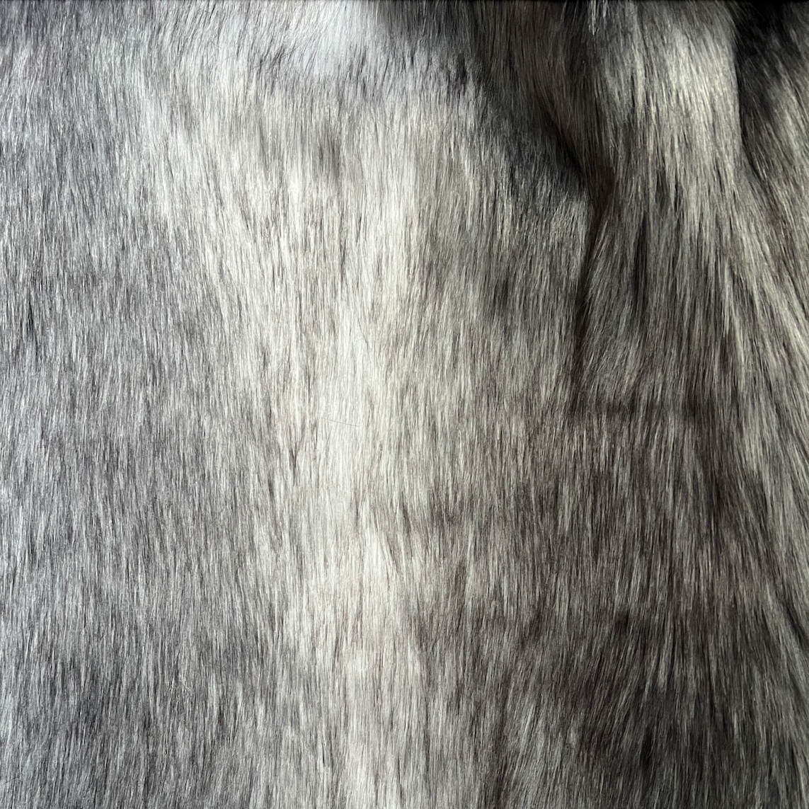 Silvery Fox Tail