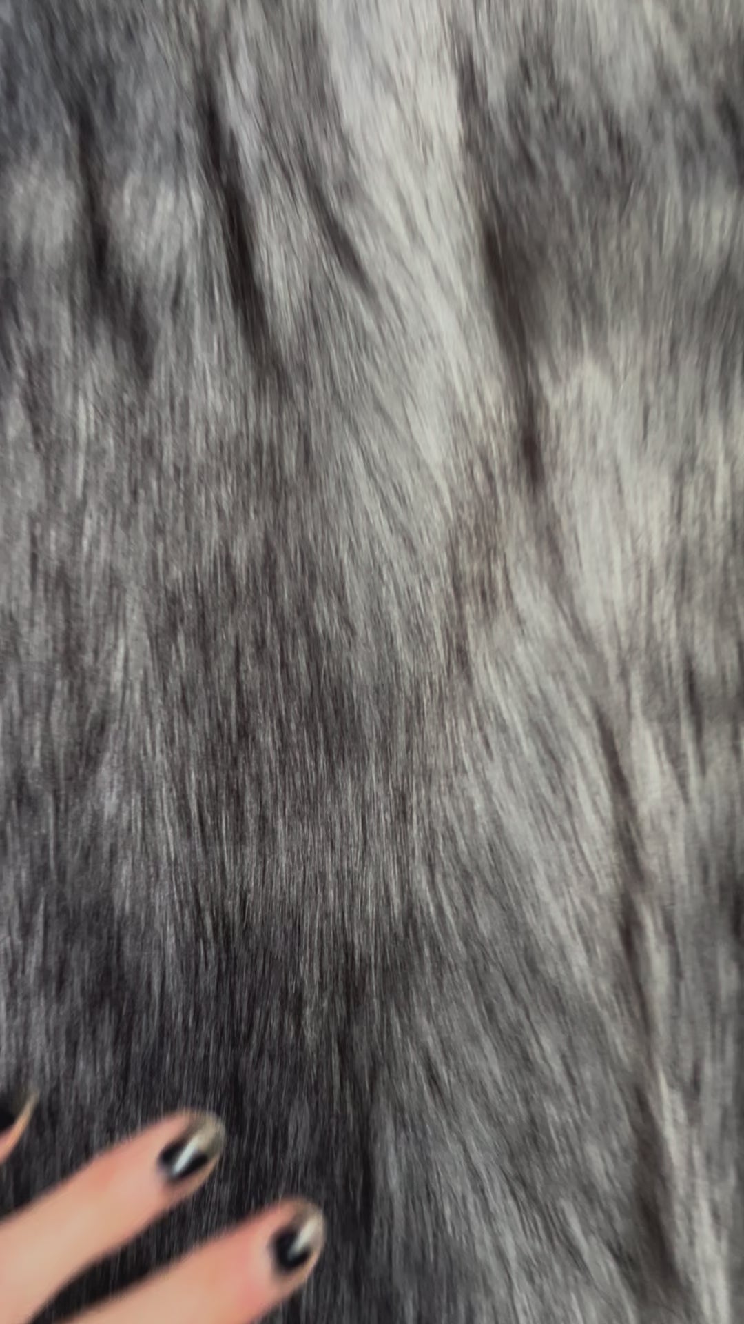 Silvery Fox Tail