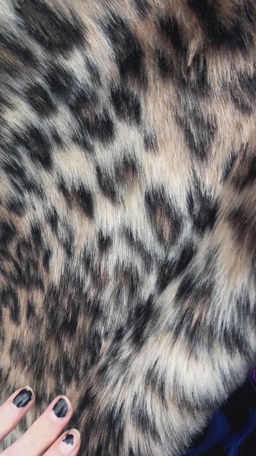 Cheetah